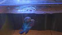 Flowerhorn 14/15cm