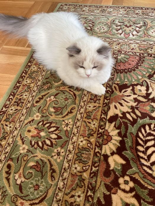Roczny kocurek ragdoll