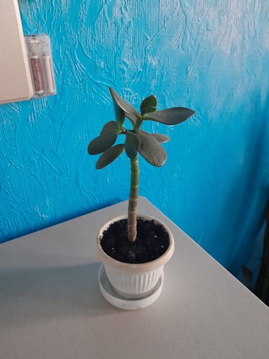 Продам денежное дерево