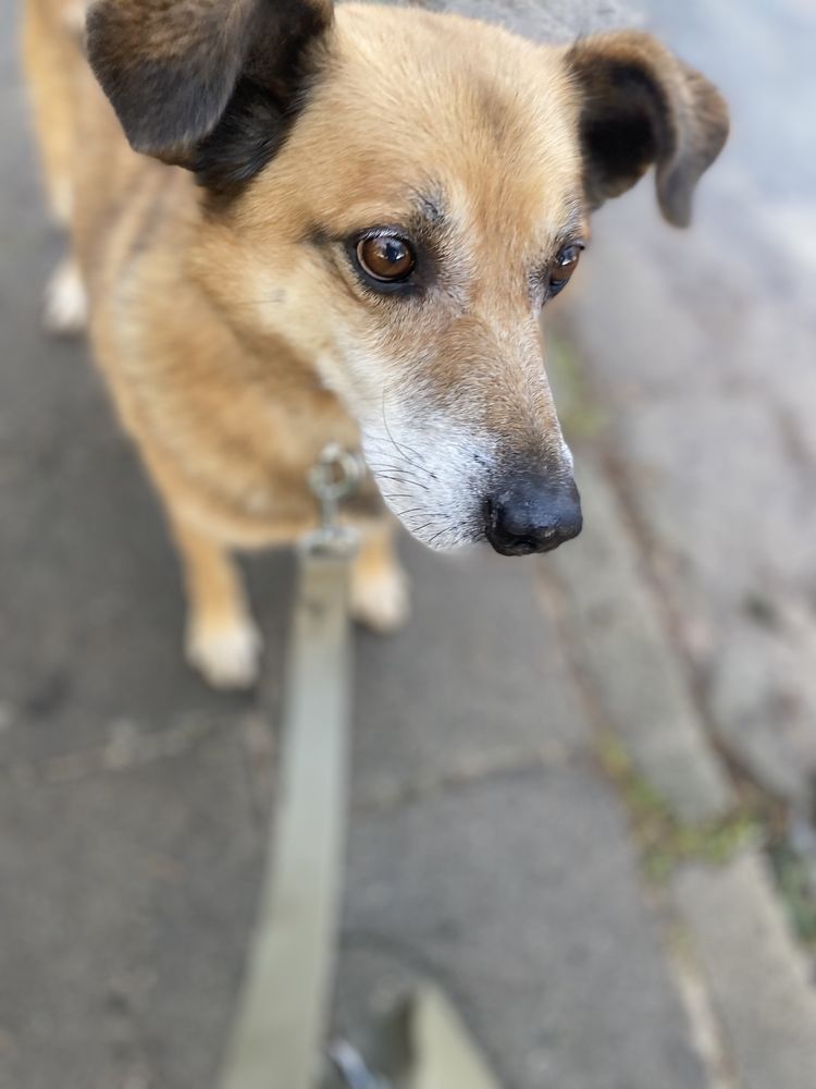 Józiu piekny rudy psiak do adopcji