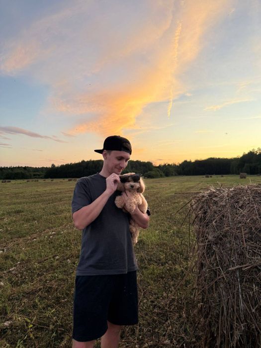 Мальтіпу мікро міні стандарт