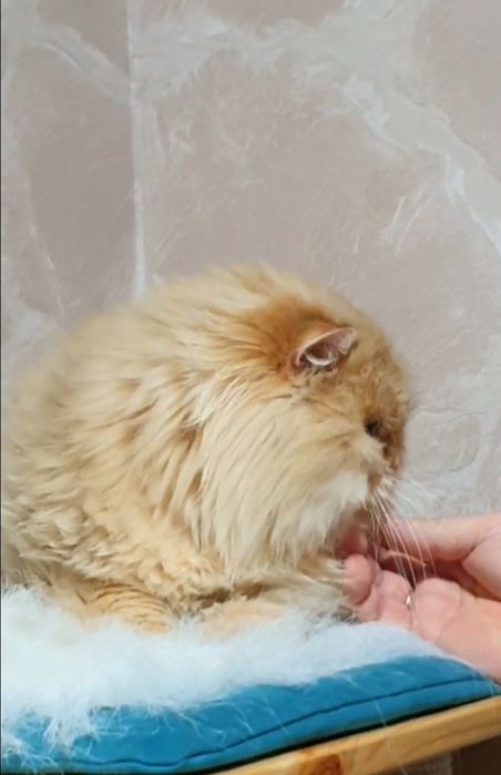 Золотой британский длинношерстный шиншилла