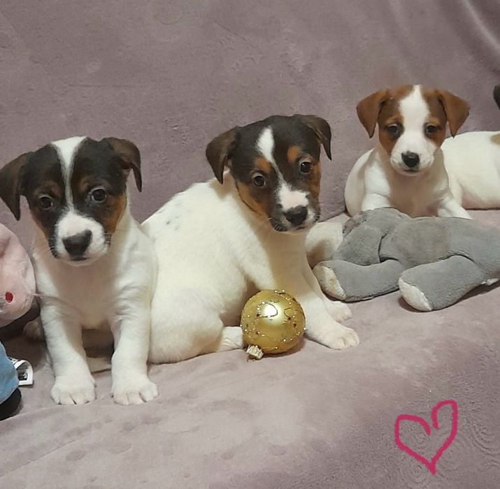 Дружелюбні малюки Джек рассел терʼєр