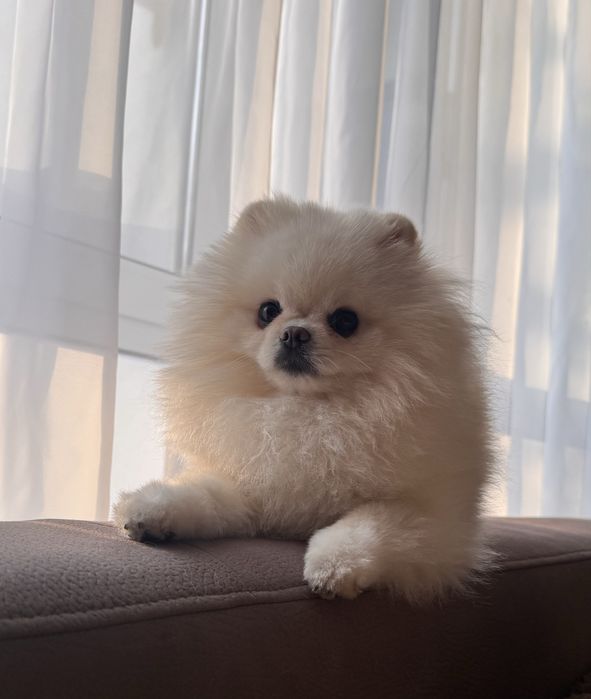 Вязка. Померанский шпиц.