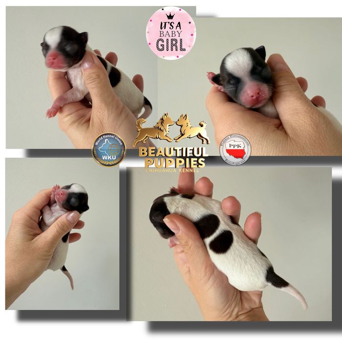 Chihuahua laleczka ZAREZERWOWANA