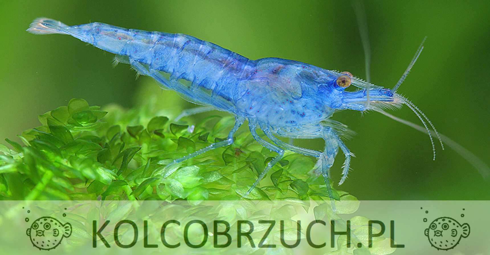 Krewetka BLUE JELLY - Neocaridina - Caridina - dowóz, wysyłka