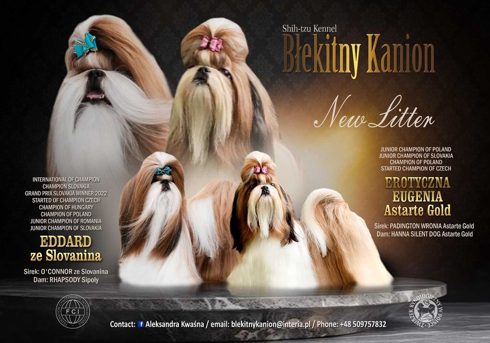 Shih-tzu dziewczynka na sprzedaż FCI