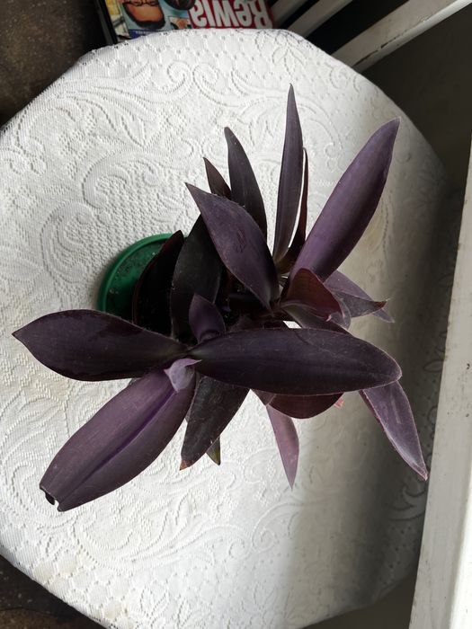 Trzykrotka purpurowa