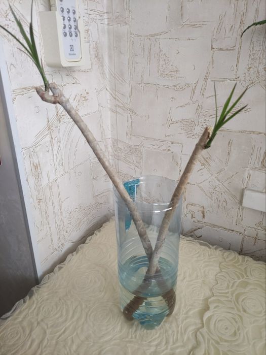 Антуриум и драцена.