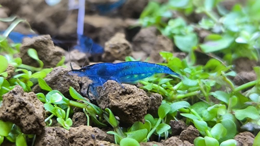 Krewetki Blue Velvet