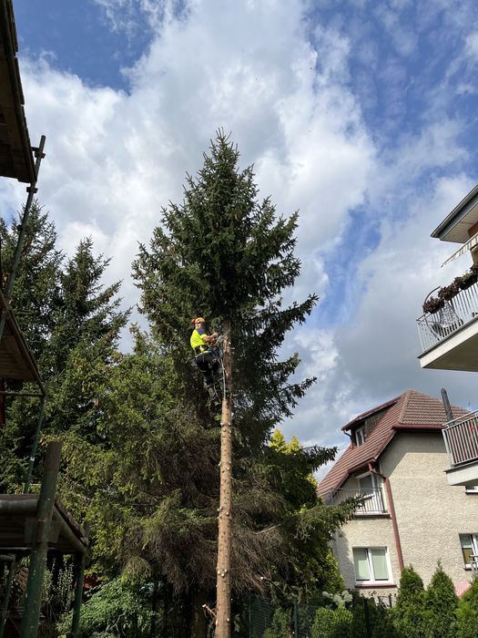Alpinistyczna wycinka drzew, oczyszczanie dzialek, koszenie