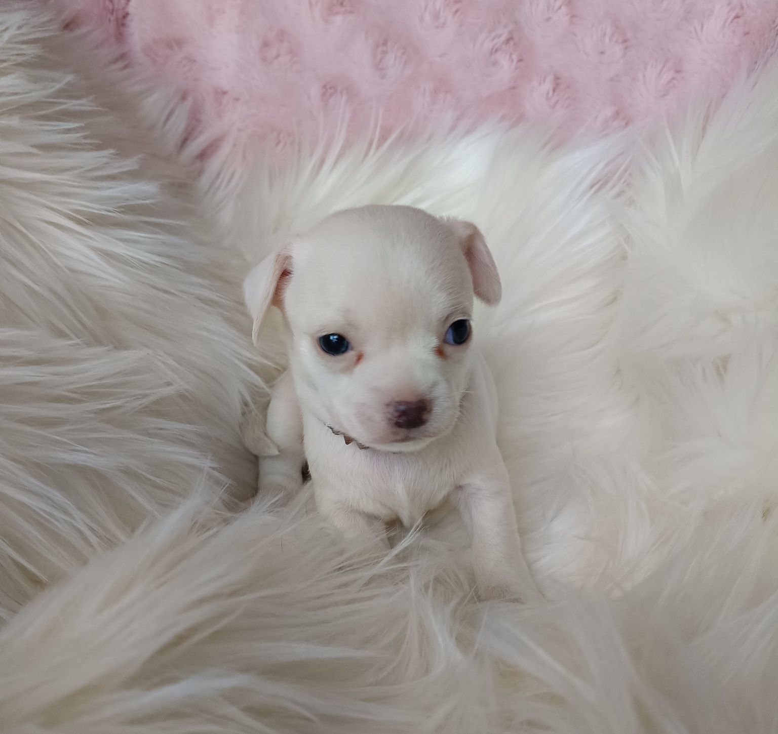 Chihuahua piesek