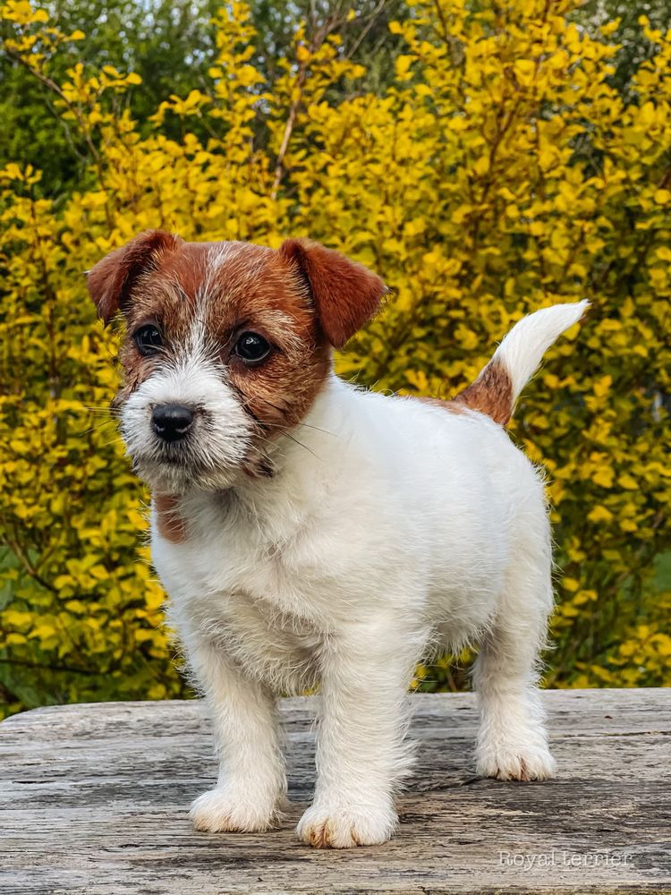 Suczka Jack Russell terrier ZKWP/FCI