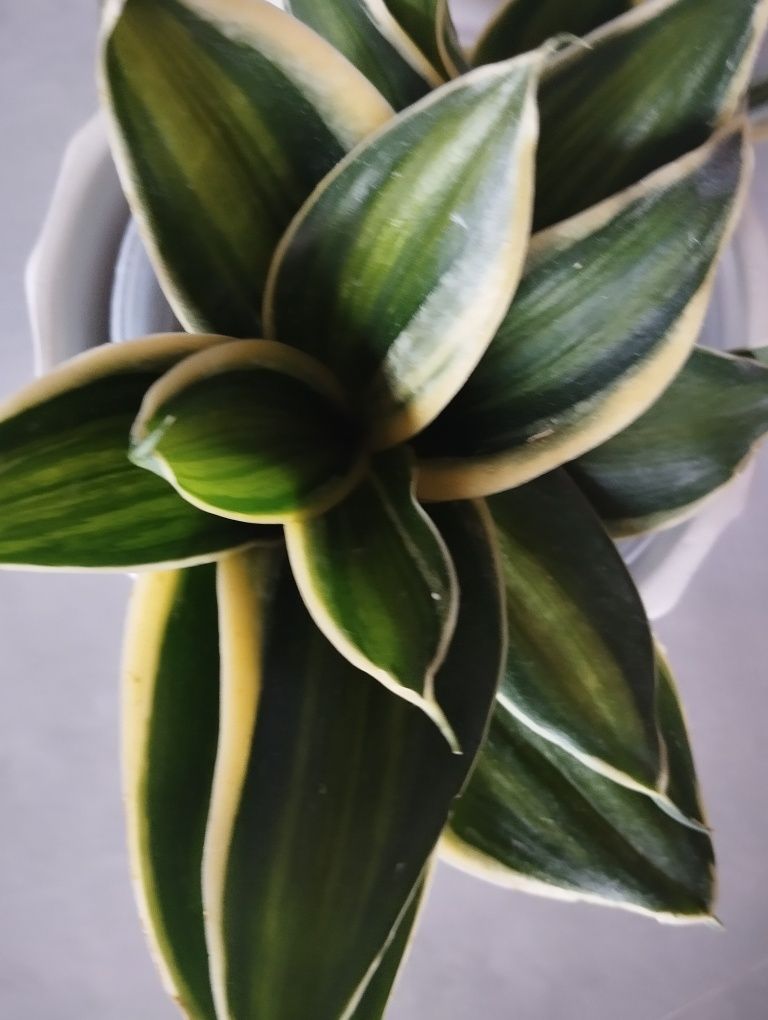 Sansevieria Jade Dwarf Marginated Variegated sansewieria hahnii