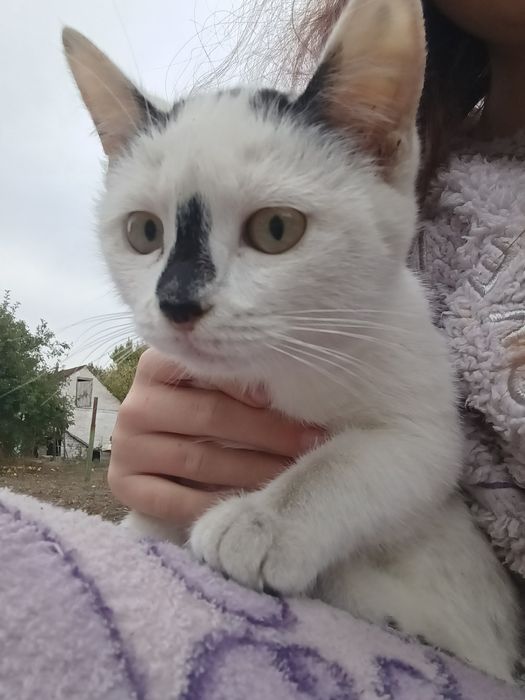 Котик дівчинка полу породиста