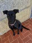 Labrador para adocao