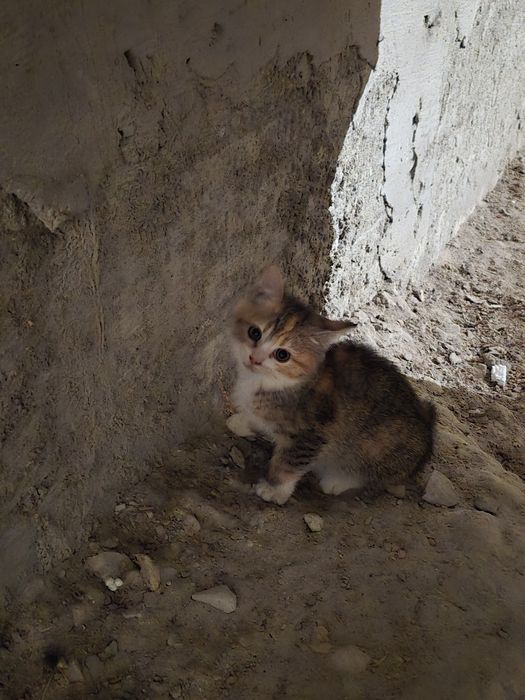 Кошеня-дівчинка 2міс.бігає по підвалу, зловимо, розкажемо, допоможемо.