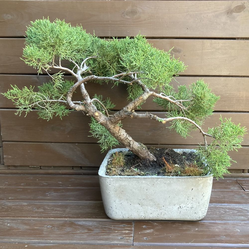 Dekoracjyjna Betonowa donica recznie wykonana z bonsai z jałowca