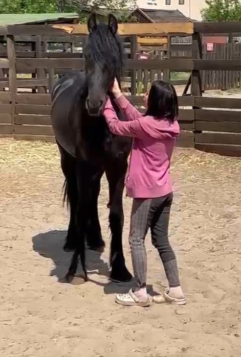 Продам Фризького жеребця