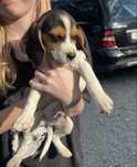 Szczeniaki rasy Beagle, tricolor, cudowne z rodowodem