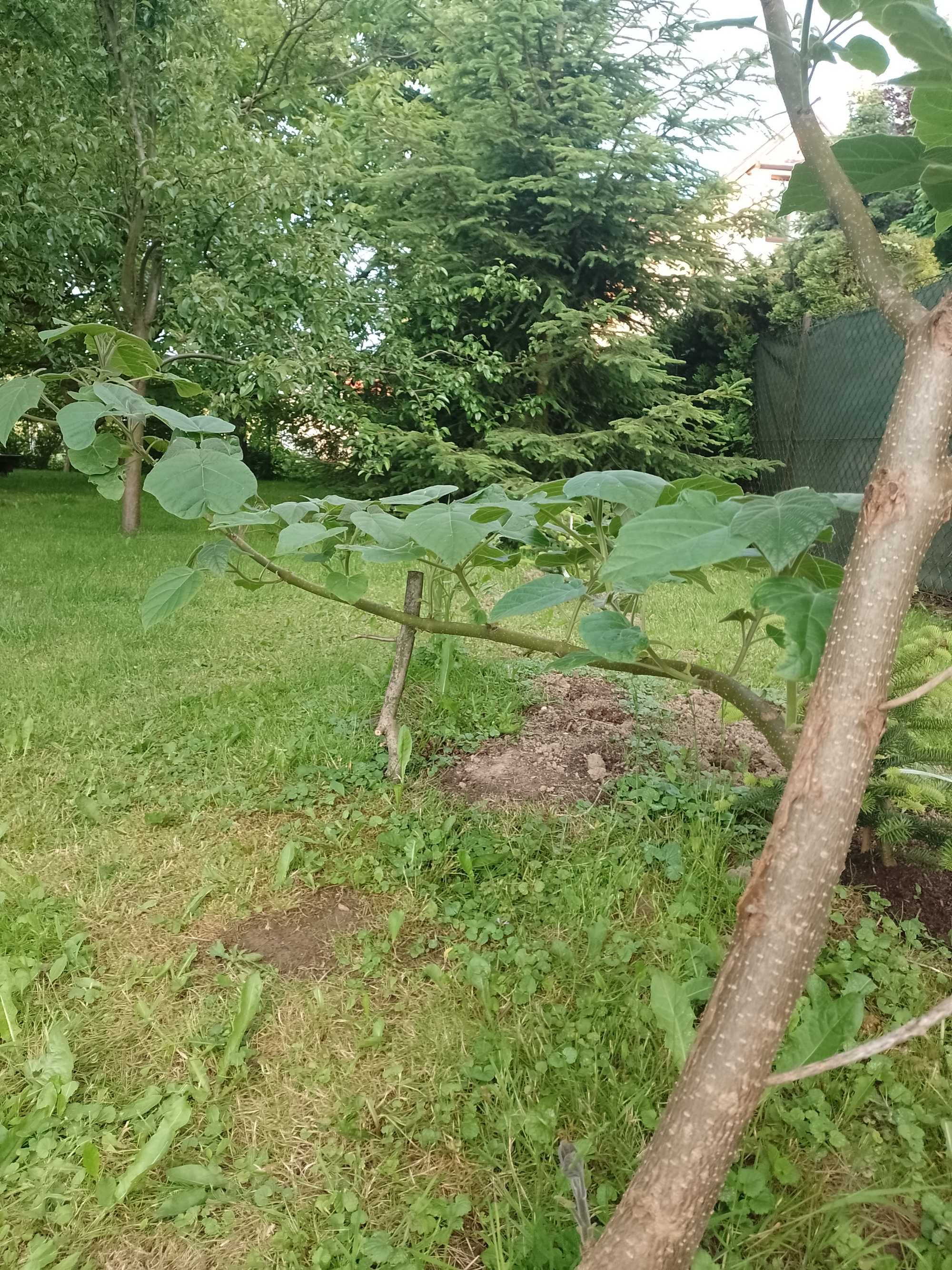 Drzewo Paulownia przed Twoim domem, ukształtowane- najszybszy wzrost