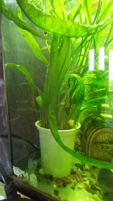 Криптокорина акваріумна