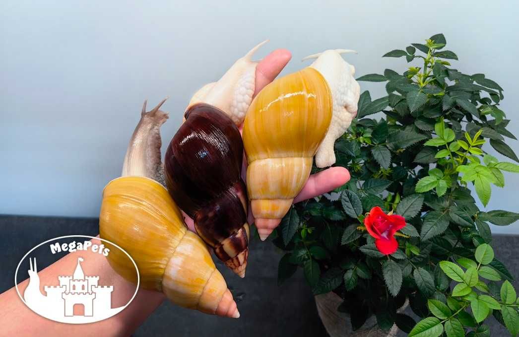 Ślimaki afrykańskie Lissachatina fulica albino Achatina Archachatina