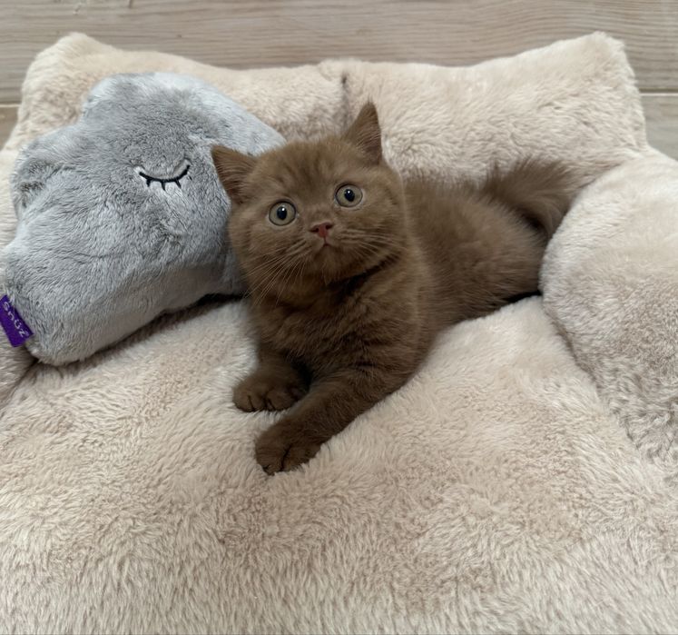 Menino british shorthair canela