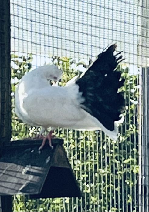 Gołębie pawiki tegoroczne