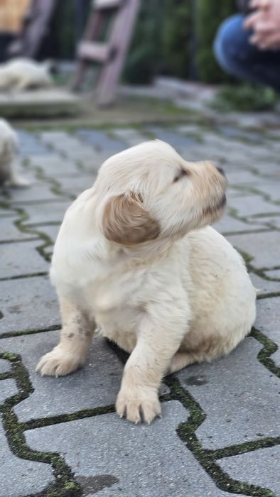 Golden Retriever szczeniak szczeniaki suczka
