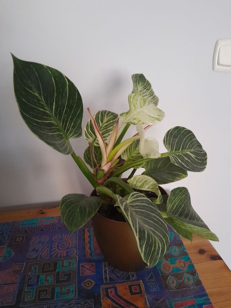 Philodendron white wave, nolina stopa słonia