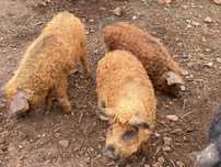 leitões raça Mangalitsa o porco ovelha