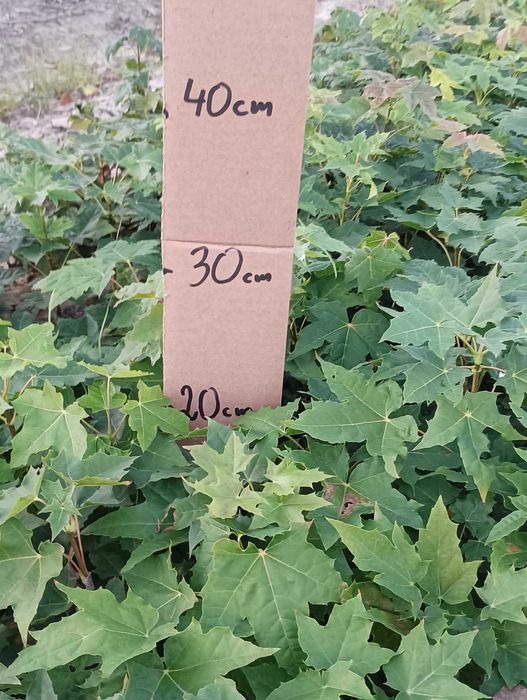 KLON ZWYCZAJNY acer platanoides 10-20 cm 33 gr