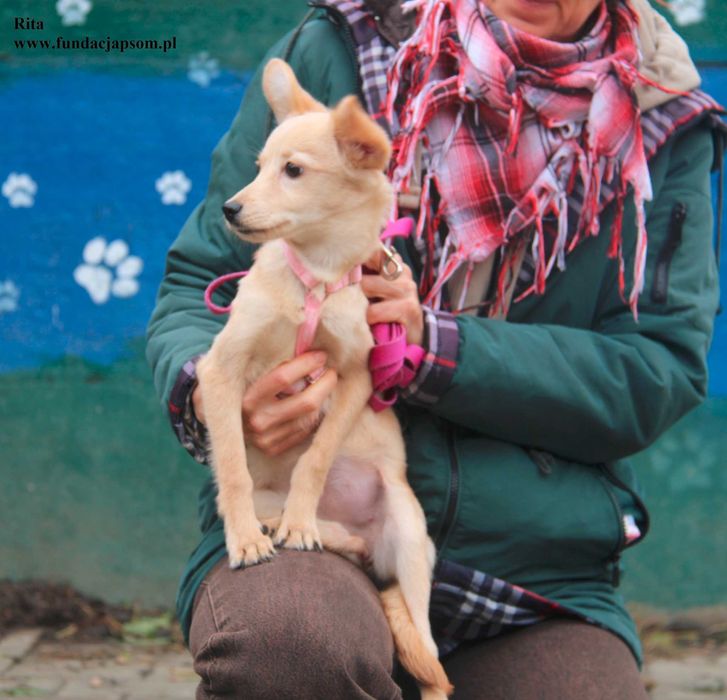 Rita, szczeniaczek szuka domku