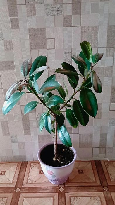 Фикус каучуконосный