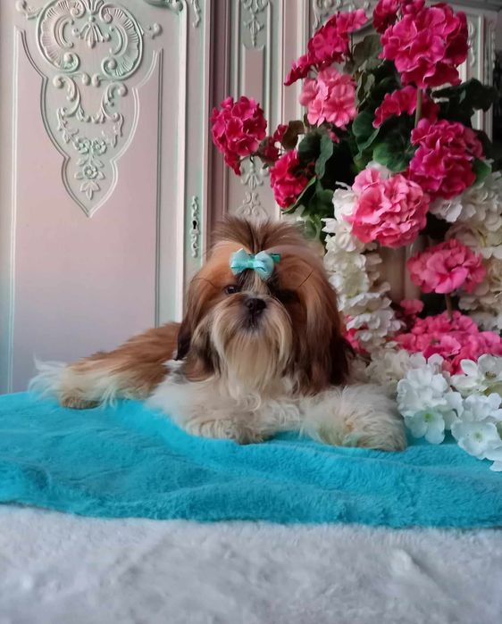 Shih Tzu rodowodowa suczka!!!