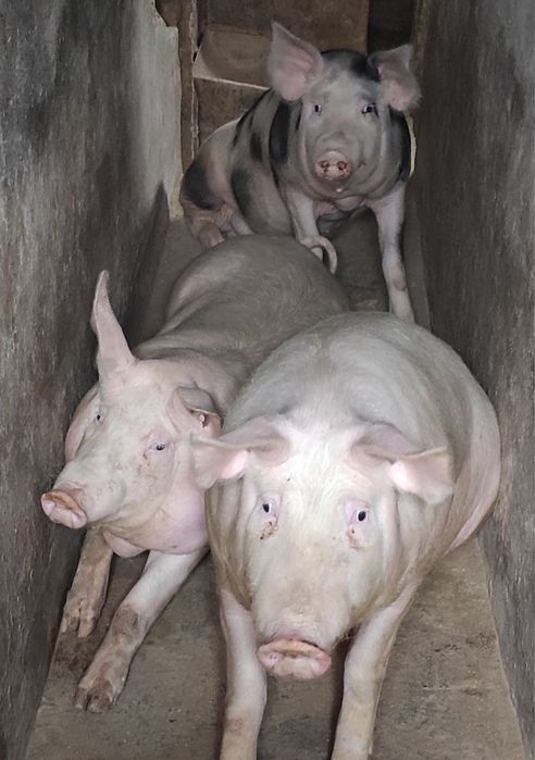 Продам свиней 110грн/КГ