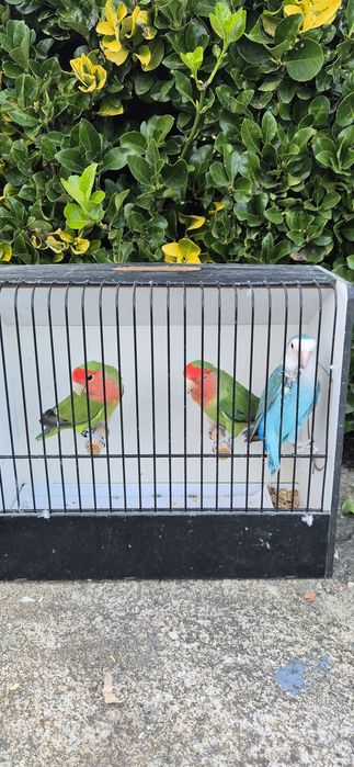 Agapornis roseicollis longfeather