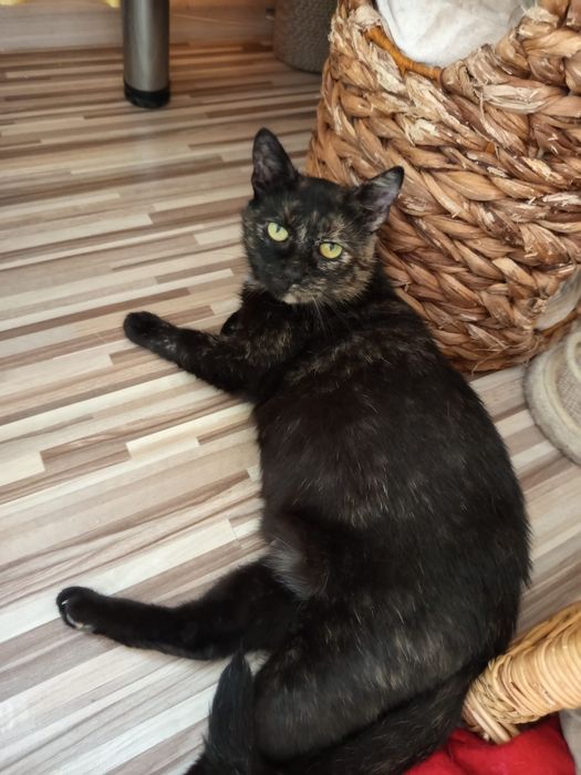 Mam cukrzycę co zmniejsza szanse na dom :(