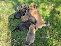 Pieski oddam do adopcji . 6 sztuk.  Matka byla porzucona w lesie .