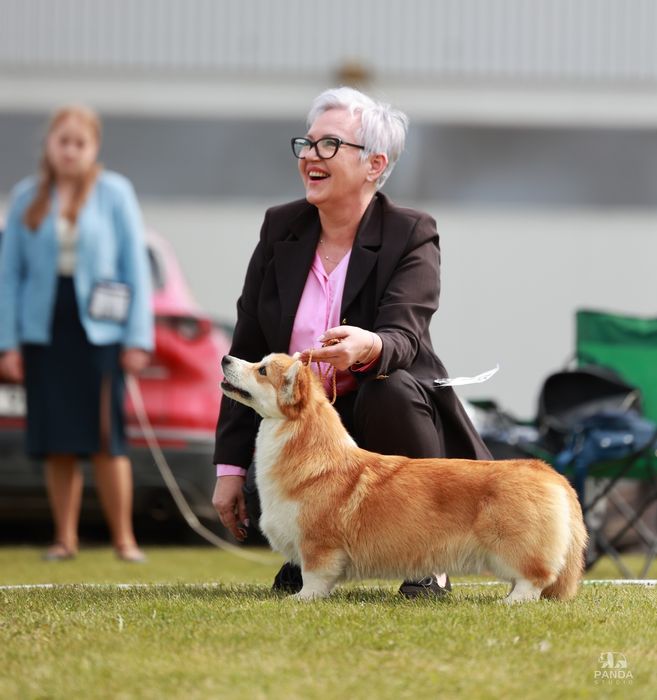 Welsh corgi pembroke FCI