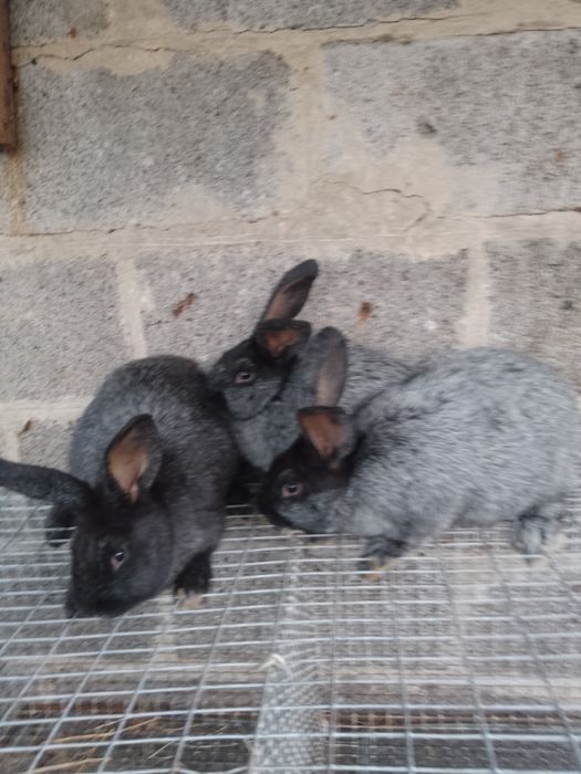 Кролики чистопородних.