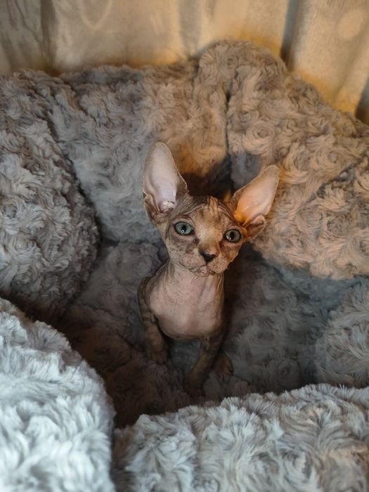 Nevada sfinks kanadyjski szylkret do rezerwacji