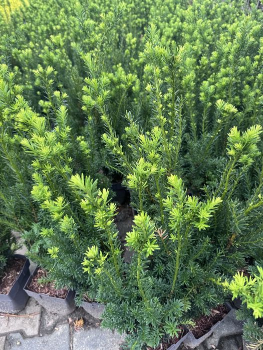 Cis pośredni Hillii sadzonki na Zimozielony żywopłot Doniczka c3