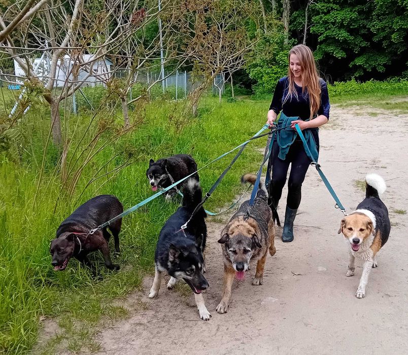 MORIS - bardzo łagodny, miły, mix beagla.[FILMIKI]