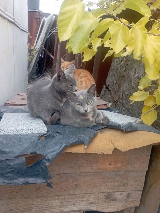 Віддам 3 кошенят в хороші руки