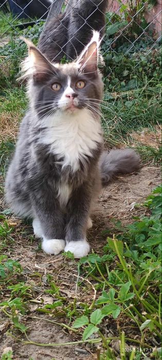 Niebieski z białym Maine Coon Rodowód FPL