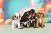 King Charles Spaniel (nie Cavalier)l - English Toy Spaniel