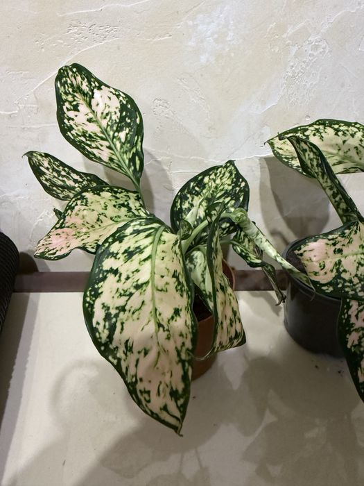 Аглаонема грін розі