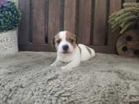 Jack Russel Terrier macho